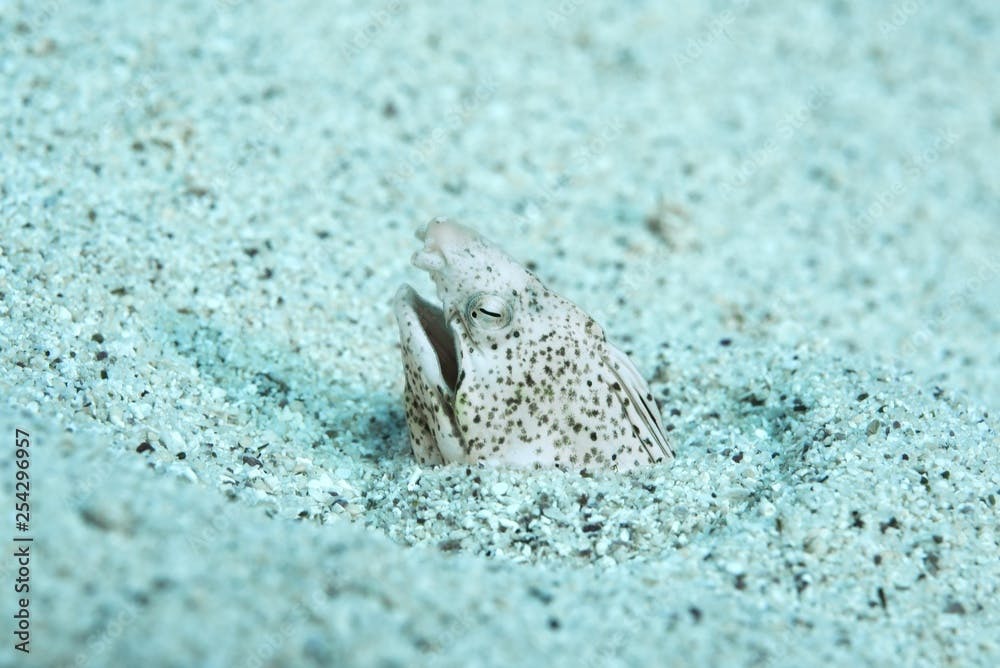 Marbled snake eel, (Callechelys marmorata) stuck her head out of the sand, Red sea, Sharm El Sheikh, Sinai Peninsula, Egypt, Africa