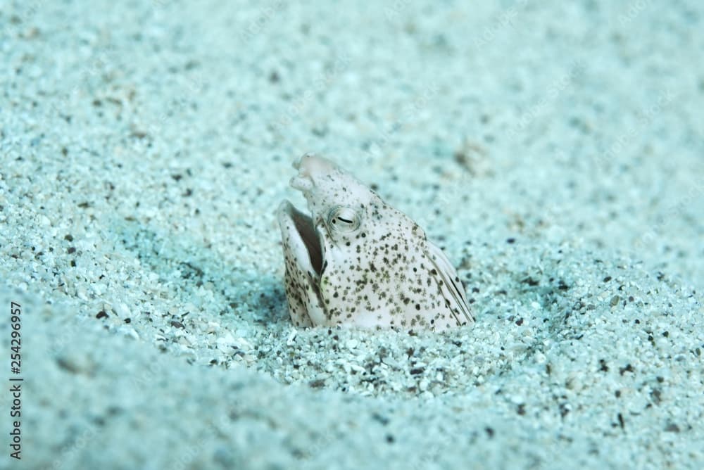 Marbled snake eel, (Callechelys marmorata) stuck her head out of the sand, Red sea, Sharm El Sheikh, Sinai Peninsula, Egypt, Africa