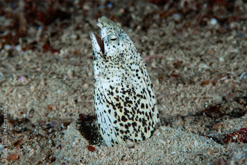 Marbled Snake Eel Callechelys marmorata