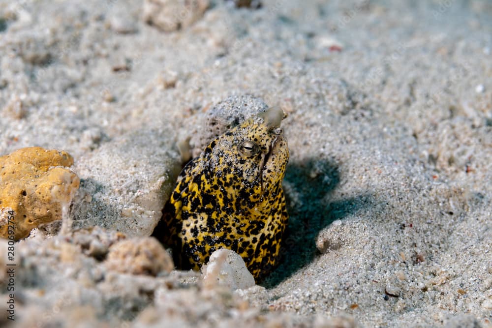 Marbled snake eel, Callechelys marmorata, is a benthic marine fish belonging to the family Ophichthidae which refers to serpentine in shape fishes