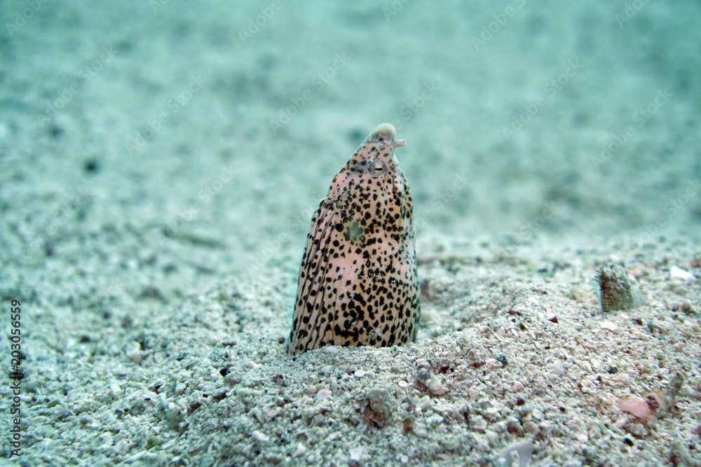 Marmor Schlangenaal (Callechelys marmorata)