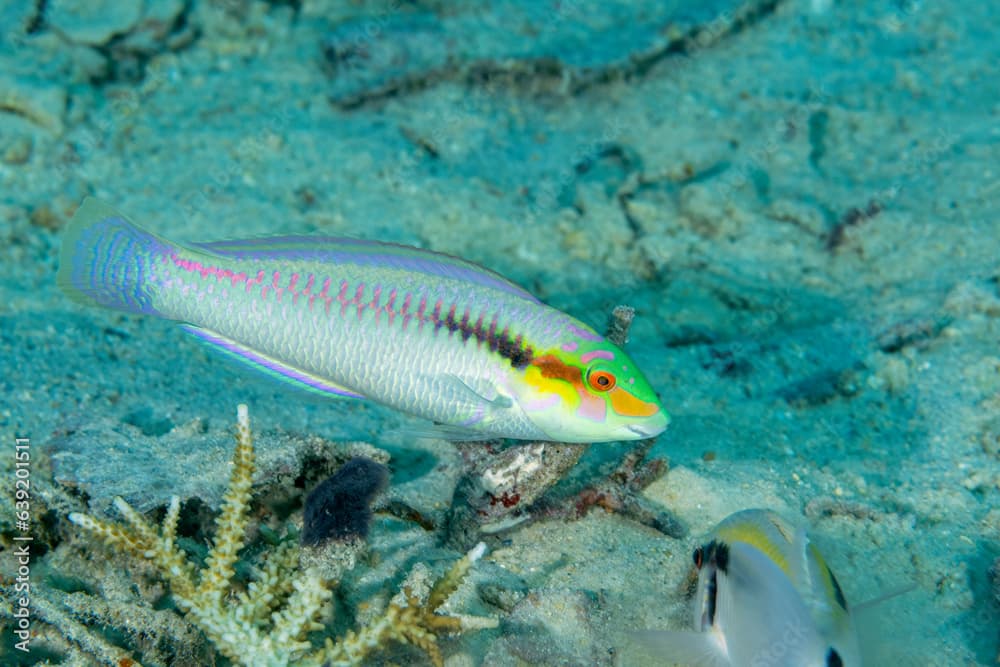 Zigzag wrasse, Halichoeres scapularis, Raja Ampat Indonesia.