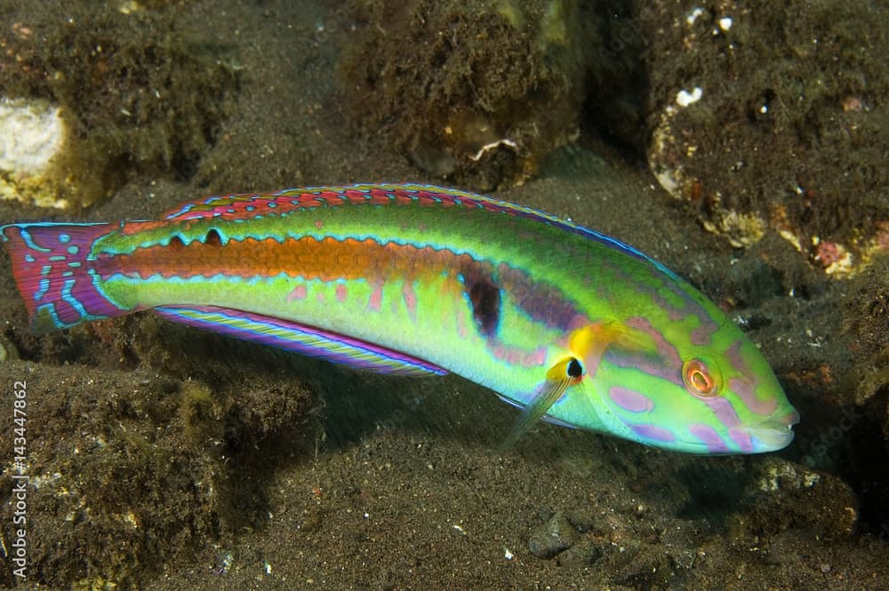 Goldstripe wrasse, Halichoeres hartzfeldi, Bali Indonesia.