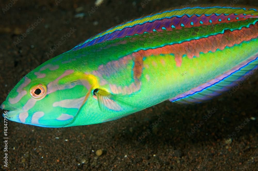 Goldstripe wrasse, Halichoeres hartzfeldi, Bali Indonesia.