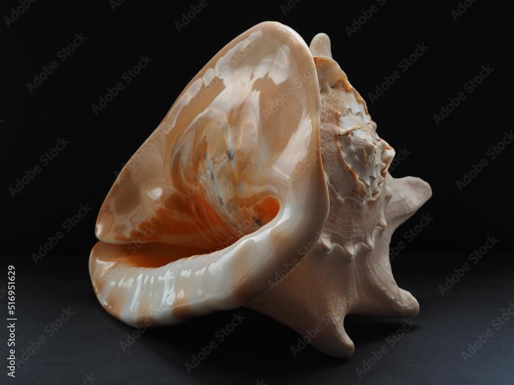 Sea shell, close-up, isolated on a black background.