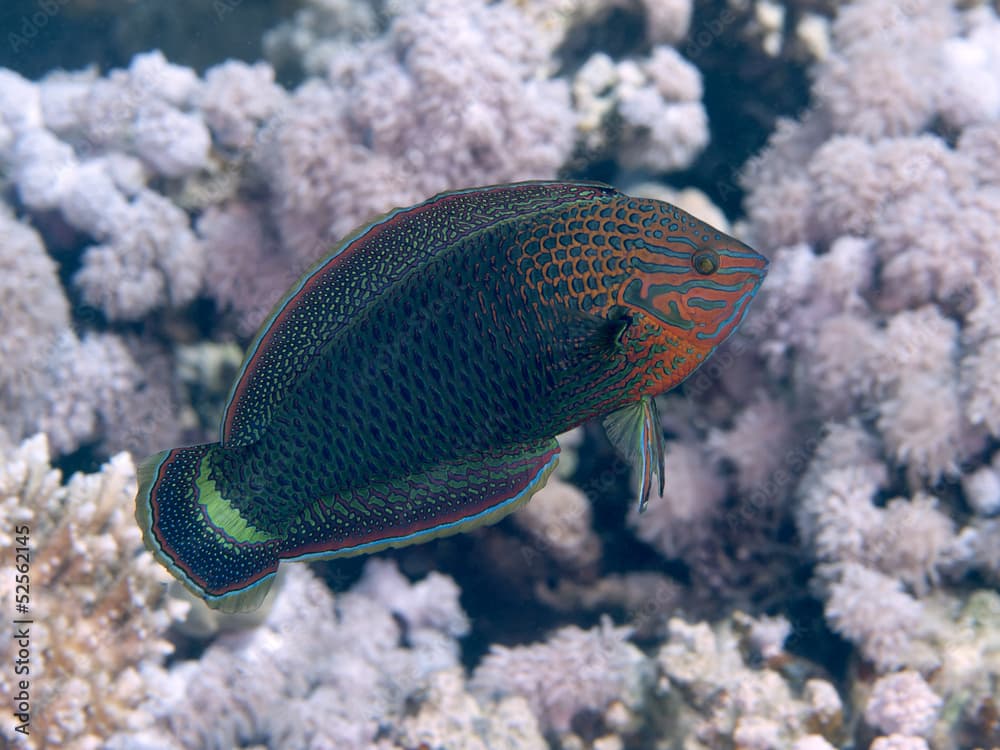 Dusky wrasse