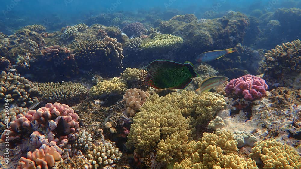 Dusky wrasse (Halichoeres marginatus) undersea, Red Sea, Egypt, Sharm El Sheikh, Nabq Bay
