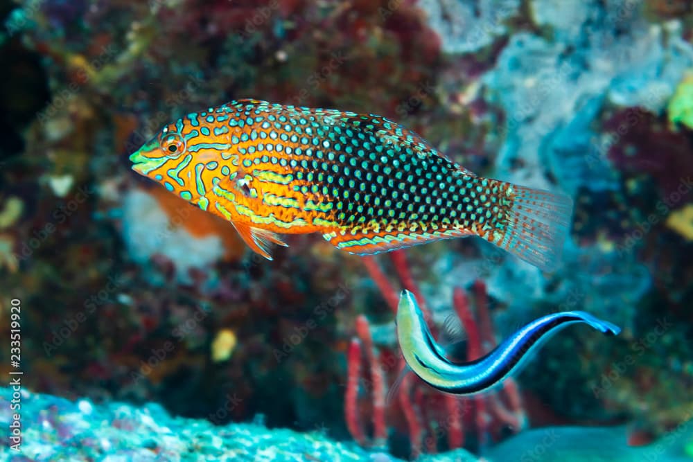 A Wrasse being cleaned on a tropical coral reef in Thailand