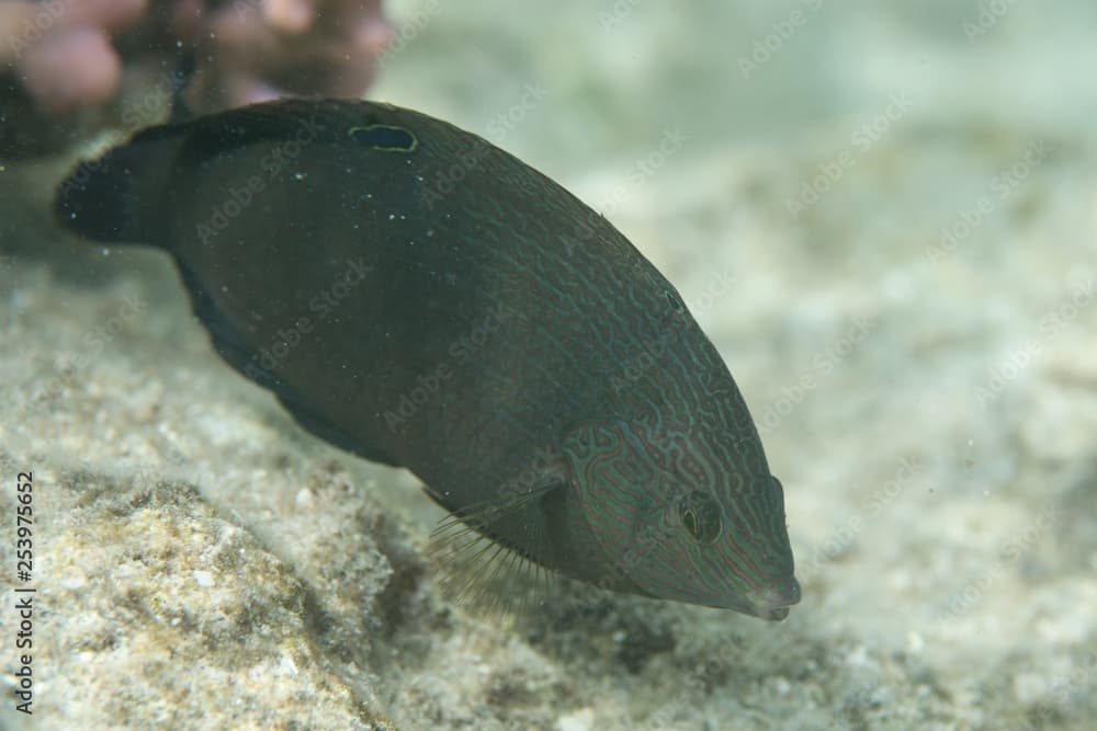 Dusky wrasse