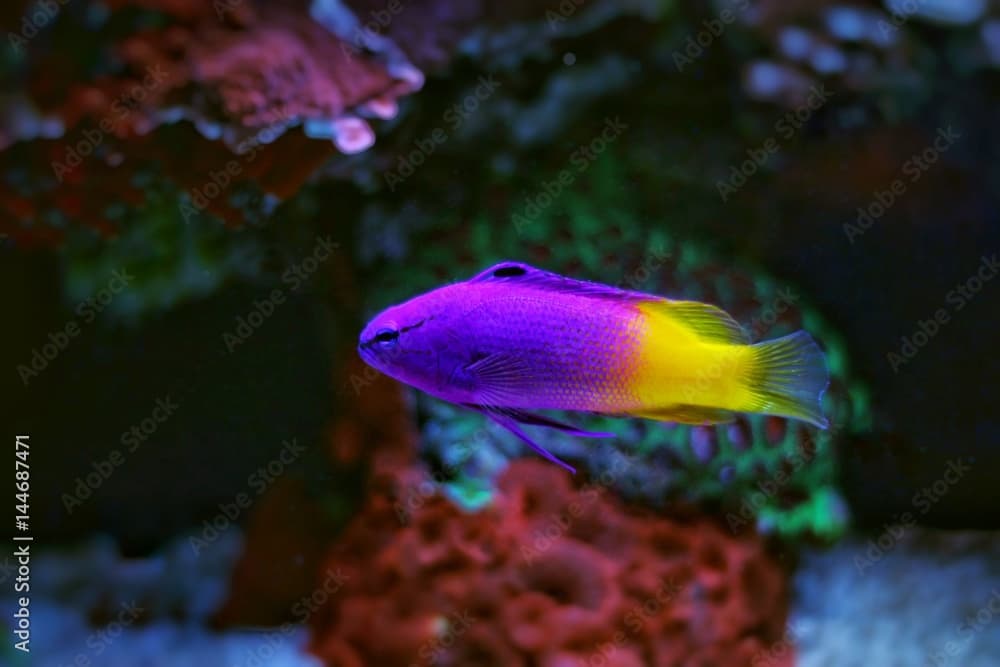 Royal Gramma Basslet (Gramma loreto)