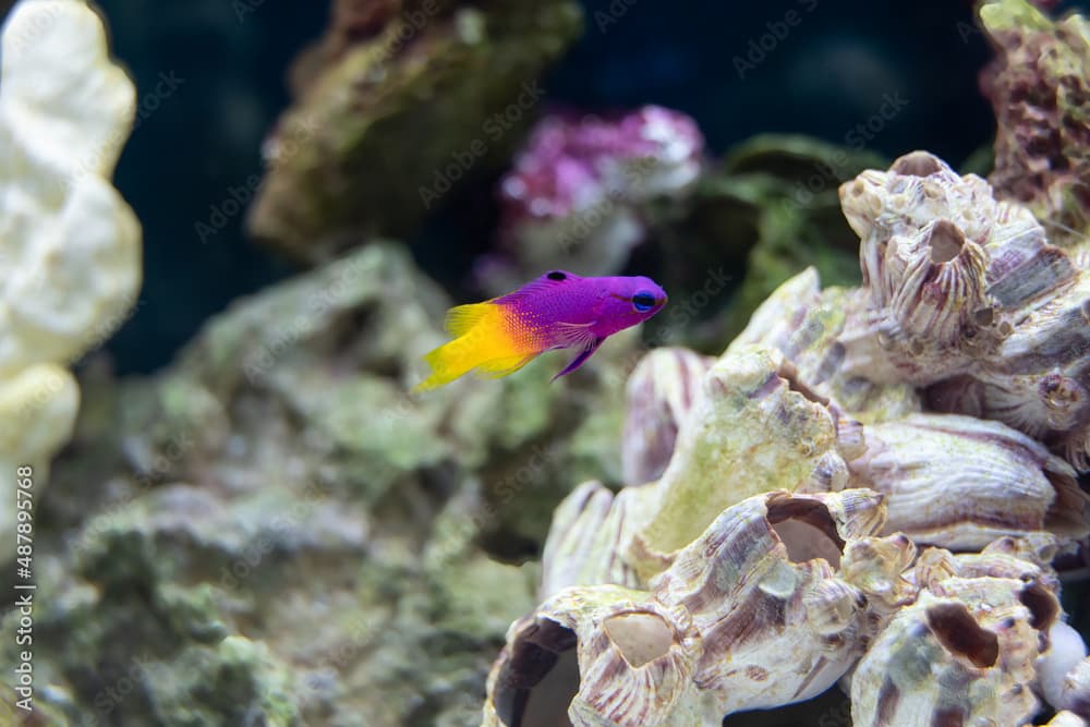 vibrant royal gramma swims in a fish tank