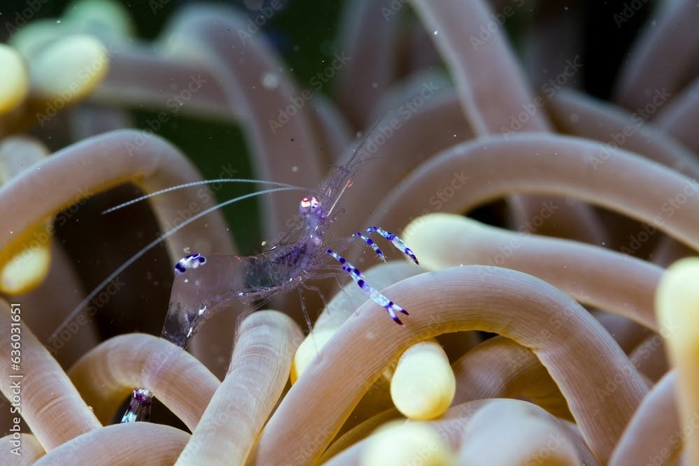 Close-up of a glass anemone shrimp (Periclimenes brevicarpalis) in the deep blue ocean