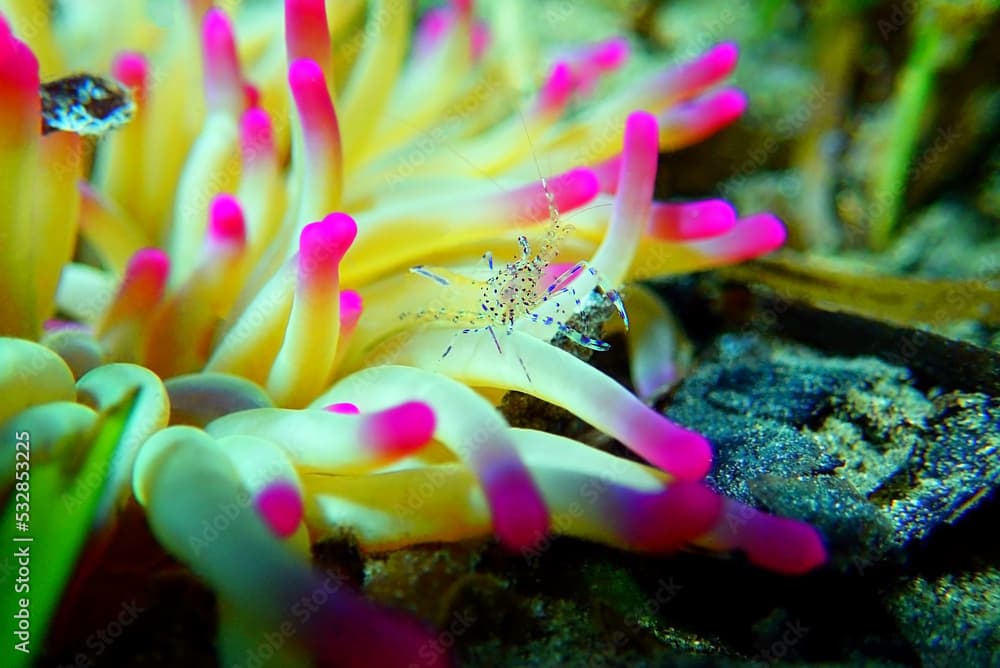 Mediterranean sea glass anemone shrimp - Periclimenes aegylios