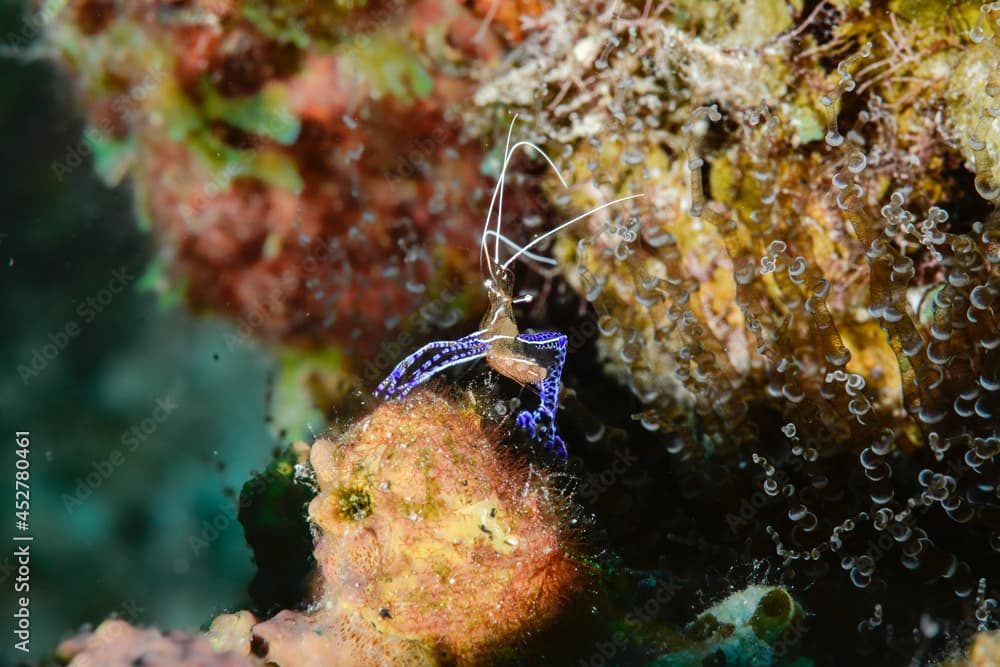 Glass anemone shrimp