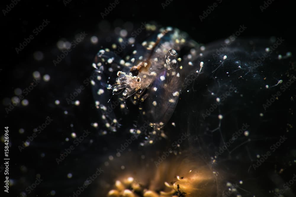 Glass Anemone Shrimp