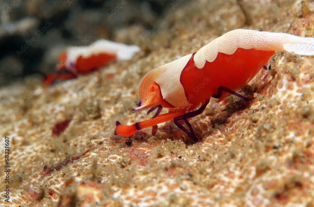 Emperor Shrimps, Lembeh Strait, Indonesia