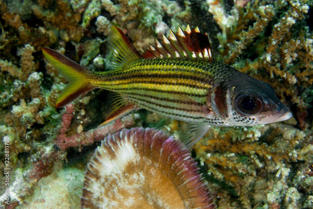 Sammara Squirrelfish, Neoniphon Sammara.