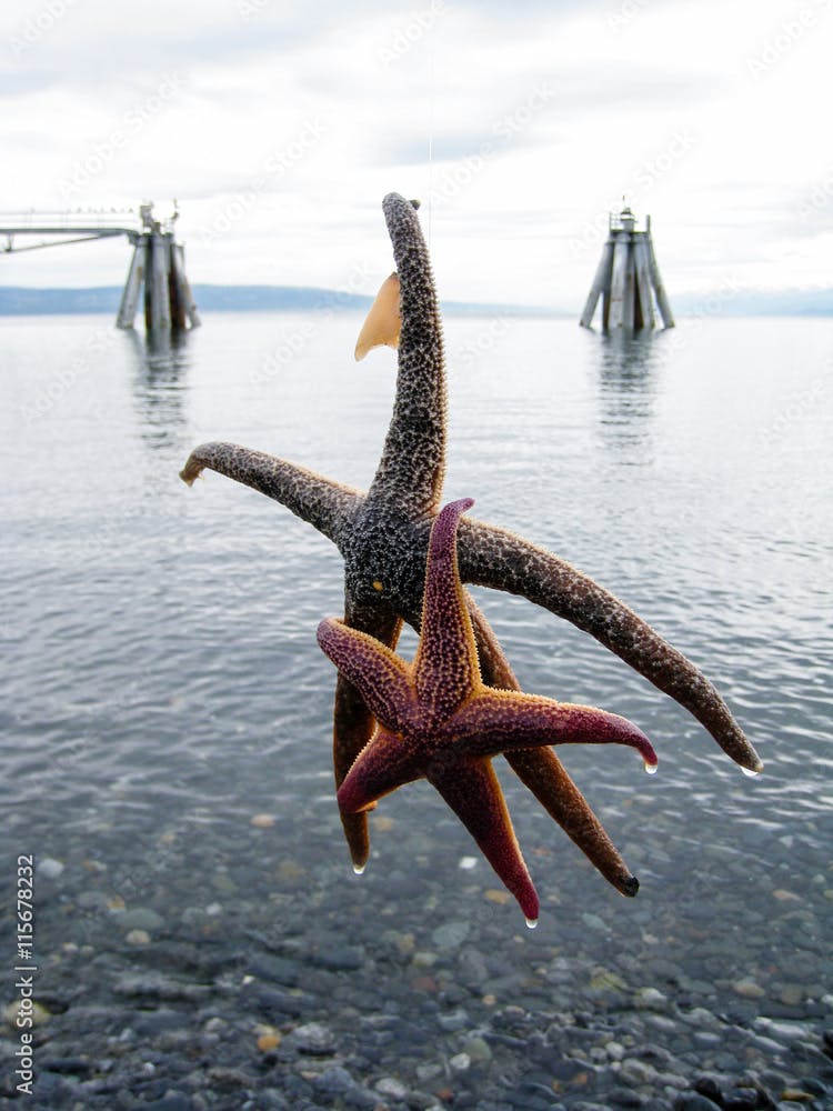 Duo starfishes catched in Homer