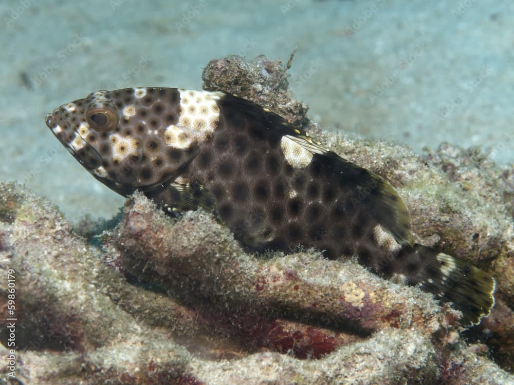 Highfin grouper