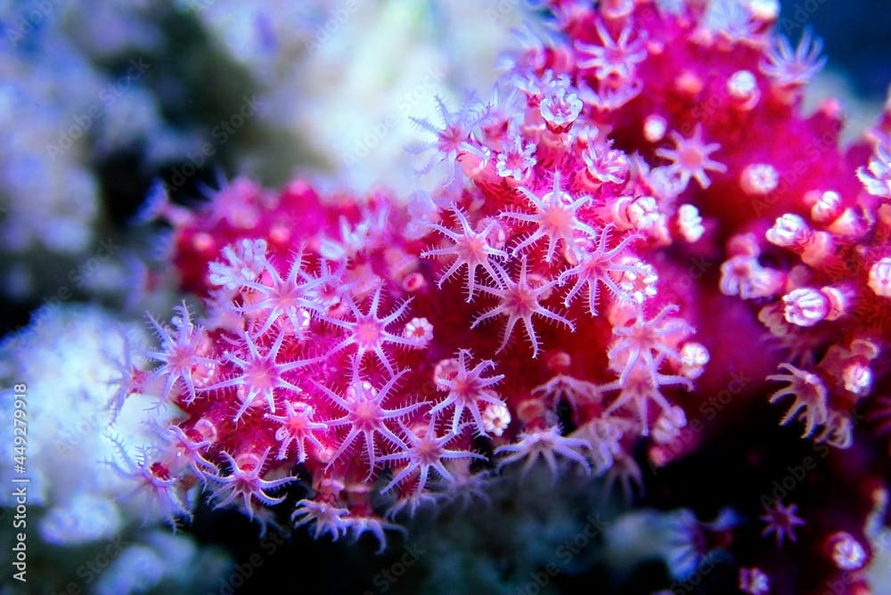 Chili Non-photosynthetic soft Coral - (Nephthyigorgia sp.) 