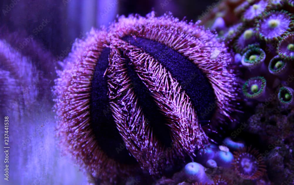 Blue Tuxedo Urchin
(Mespilia globulus)