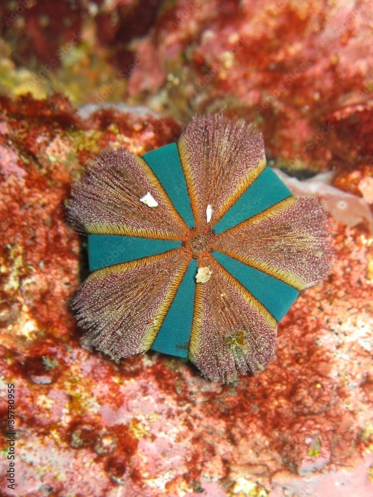Sea Urchin - Mespilia globulus