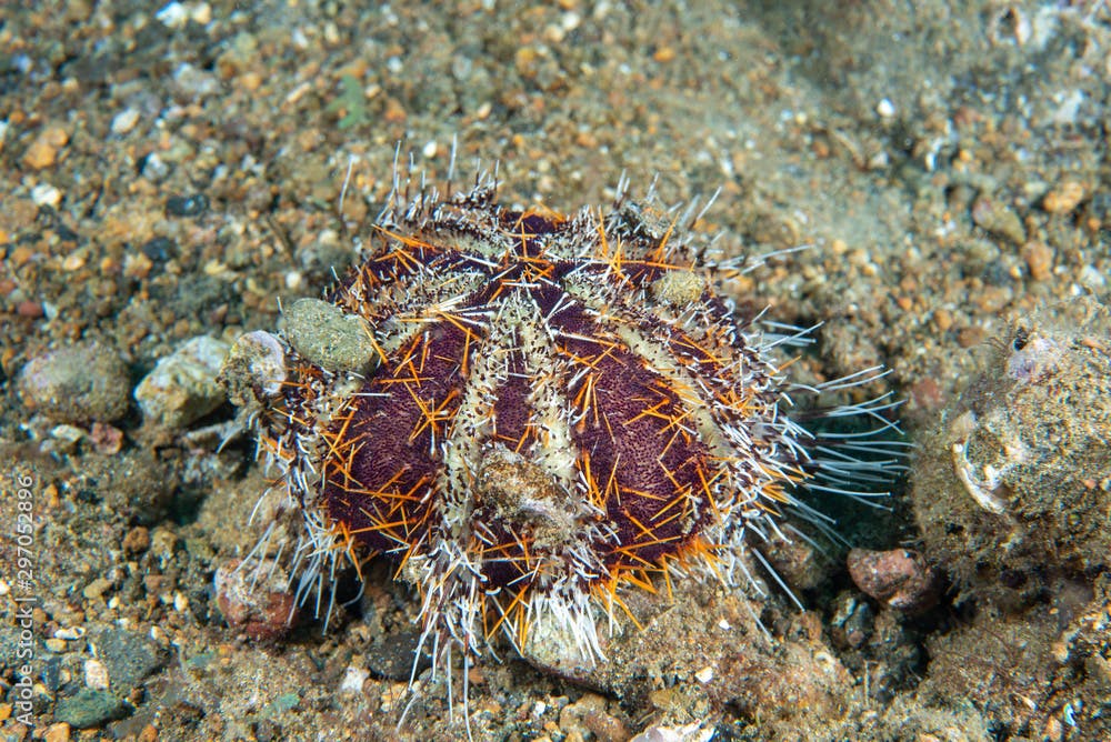 Globular sea urchin Mespilia globulus
