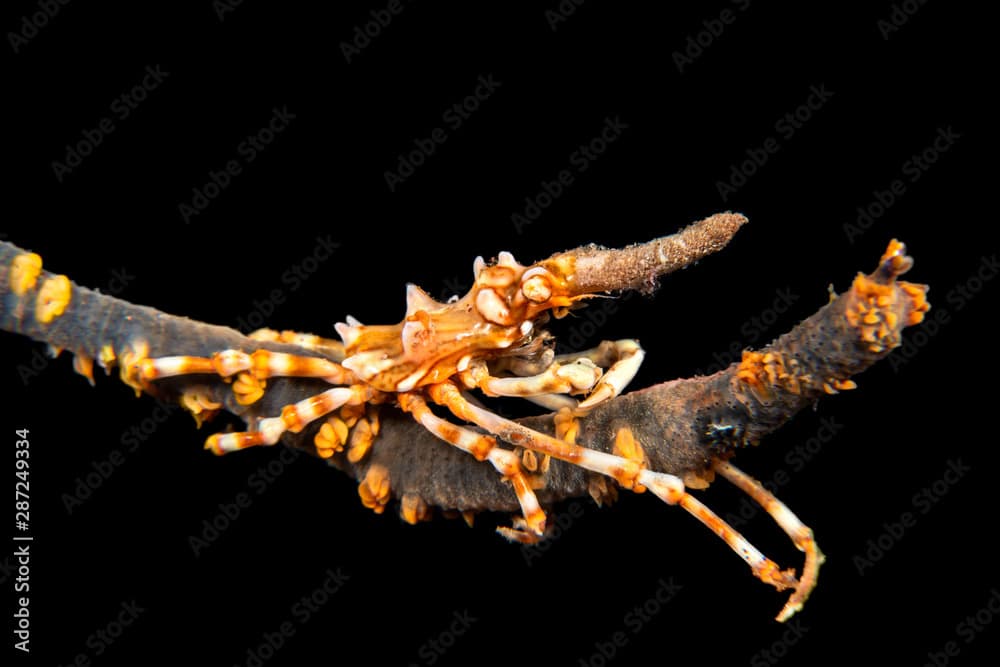 Xeno crab on whip coral