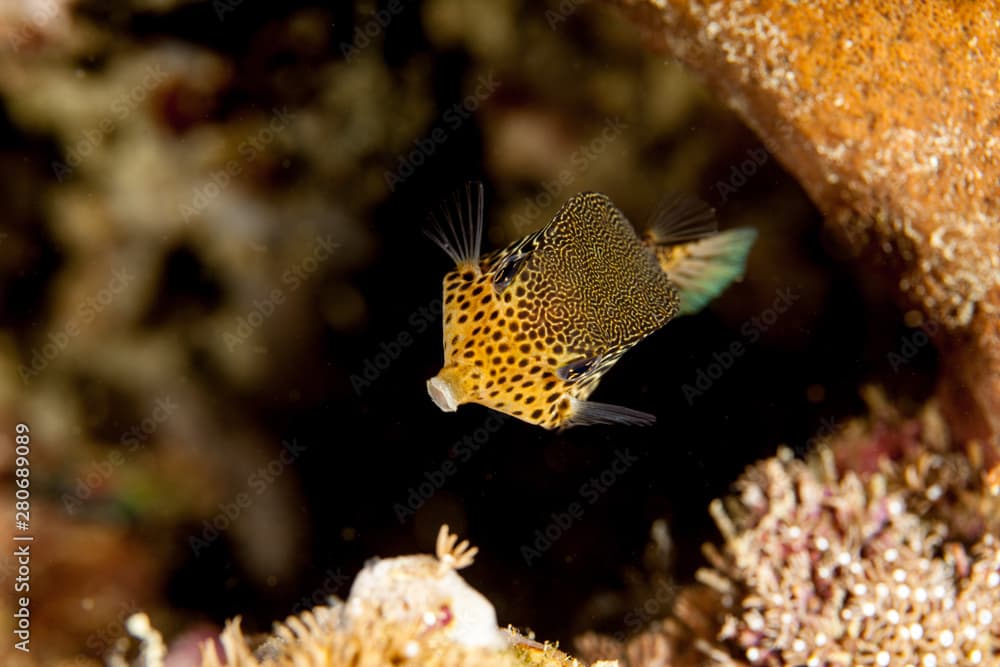 Striped Boxfish - Ostracion solorensis