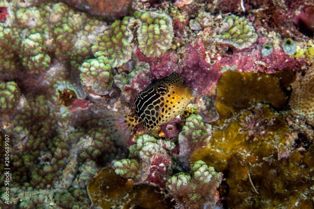 Striped Boxfish - Ostracion solorensis