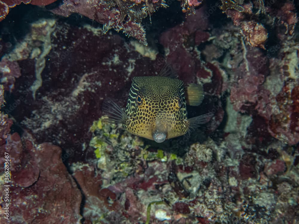 Female solar boxfish (Ostracion solorensis) hiding under a coral