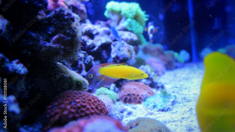 Yellow Wrasse (Halichoeres chrysus) 