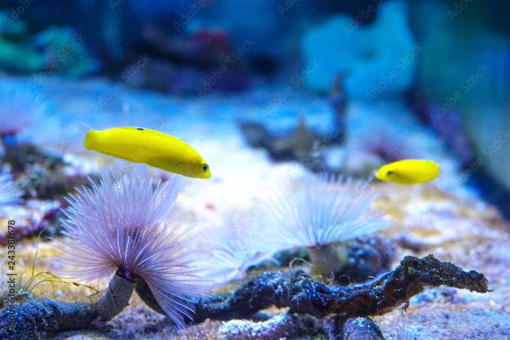 Yellow Wrasse, Halichoeres chrysus, marine aquarium