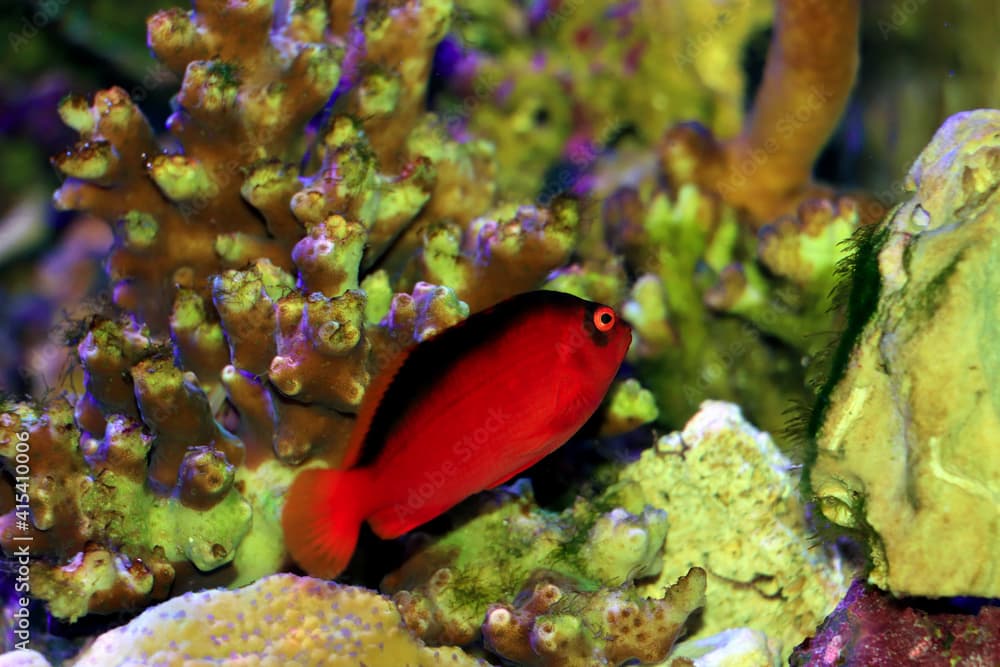 Red Brilliant Flame Hawkfish - (Neocirrhites armatus) 