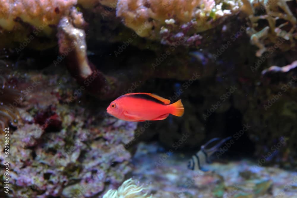 The flame hawkfish, (Neocirrhites armatus)