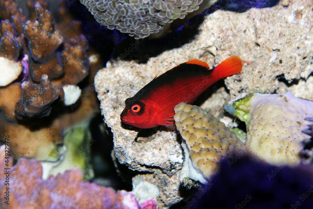 Brilliant Flame Hawkfish - (Neocirrhites armatus) 