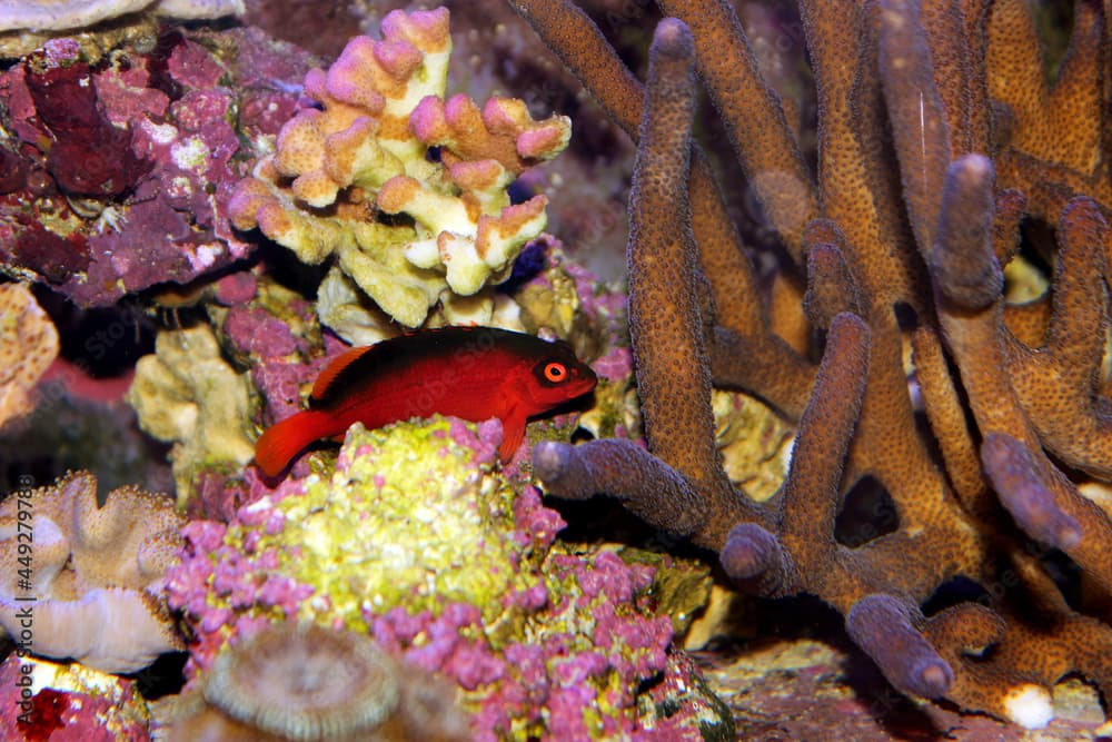 Brilliant Flame Hawkfish - (Neocirrhites armatus) 