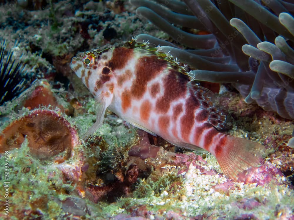 A Coral Hawkfish (Cirrhitichthys oxycephalus)