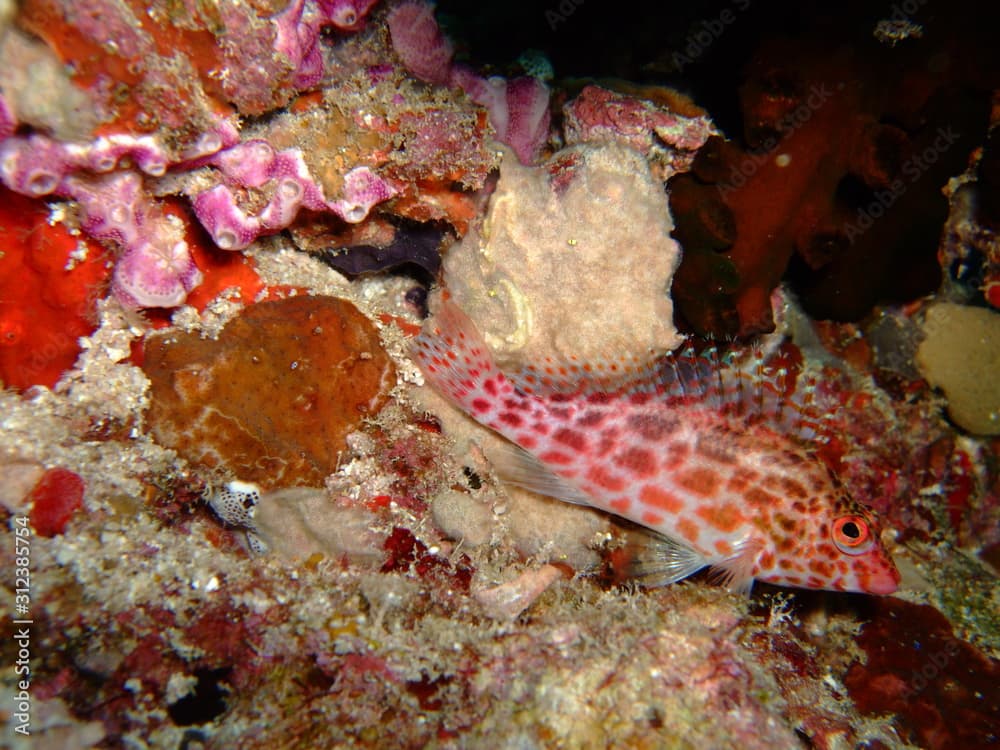 Coral hawkfish (Cirrhitichthys oxycephalus), Maldives