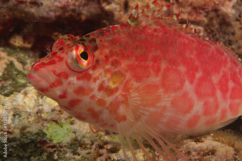 Pixie Hawkfish (Cirrhitichthys oxycephalus),  Banda Sea, Indonesia