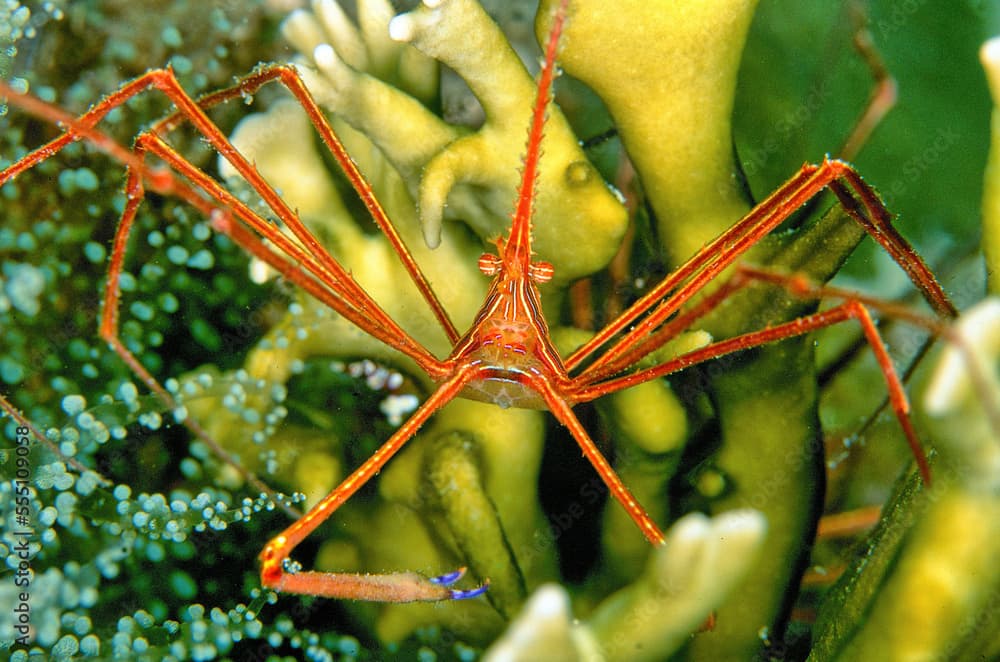 Stenorhynchus seticornis, yellowline arrow crab