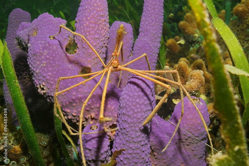 Sea life yellowline arrow crab on tube sponge