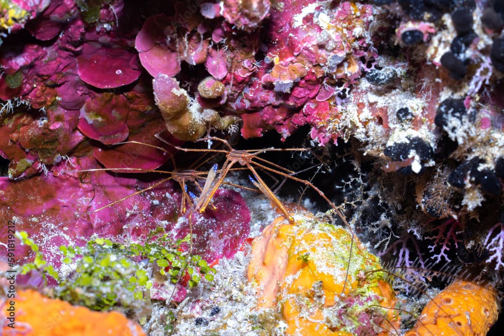 Two yellowline arrow crabs standing on coral