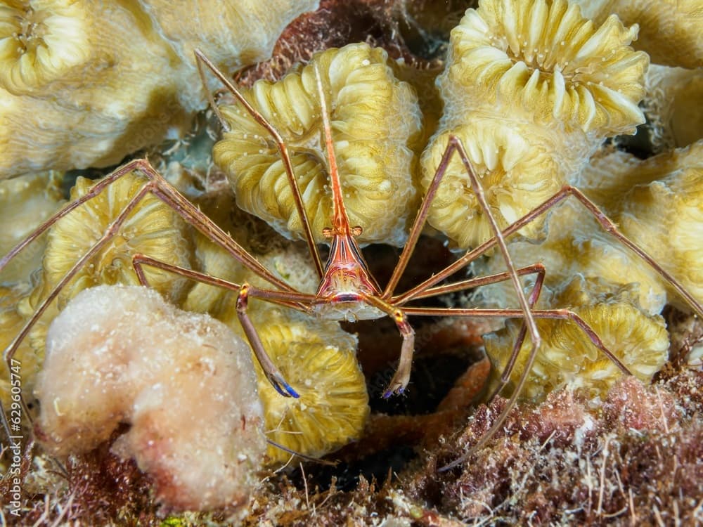 Close-up image of a large Yellowline Arrow crab sitting atop an orange colored sponge