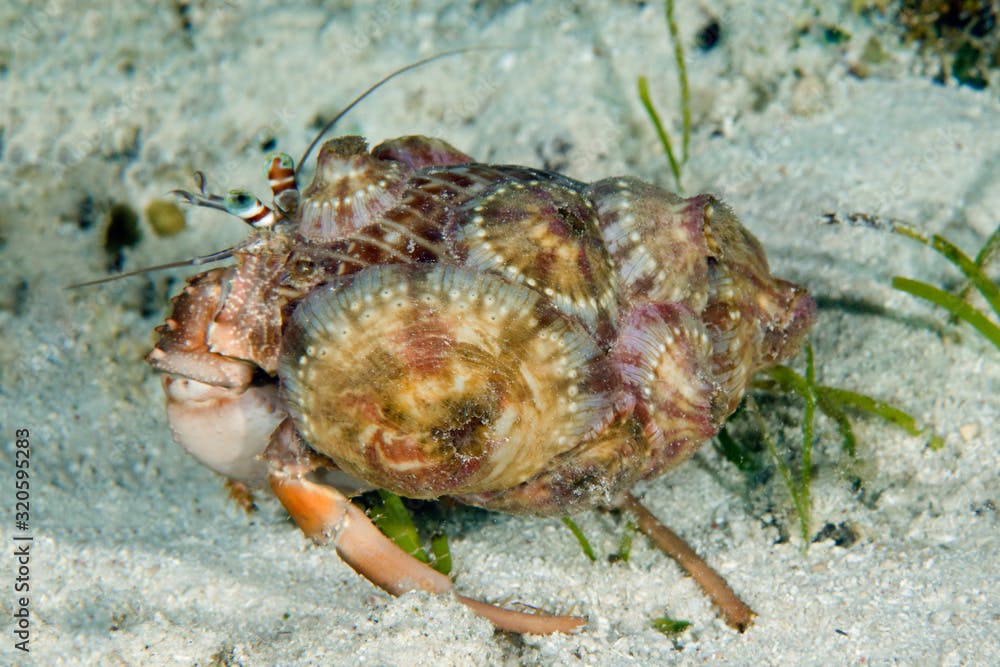A hermit crab (Dardanus pedunculatus) has a symbiotic relationship with anemones (Calliactis polypus) that provide camouflage and protection.