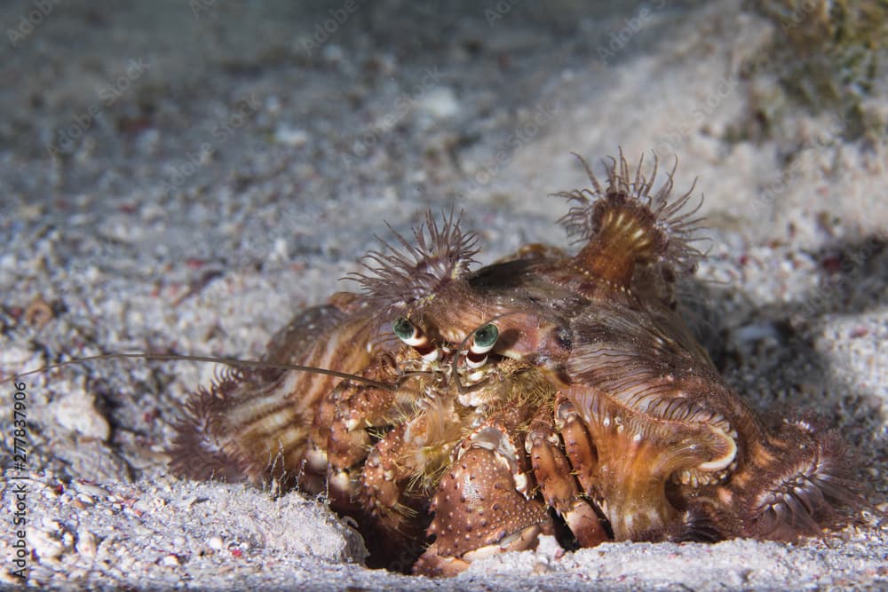 Red Sea anemone hermit crab (Dardanus tinctor) covered with Hermit Crab anemones (Calliactis polypus) on the sandy bottom.