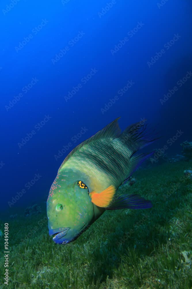 Broomtail Wrasse