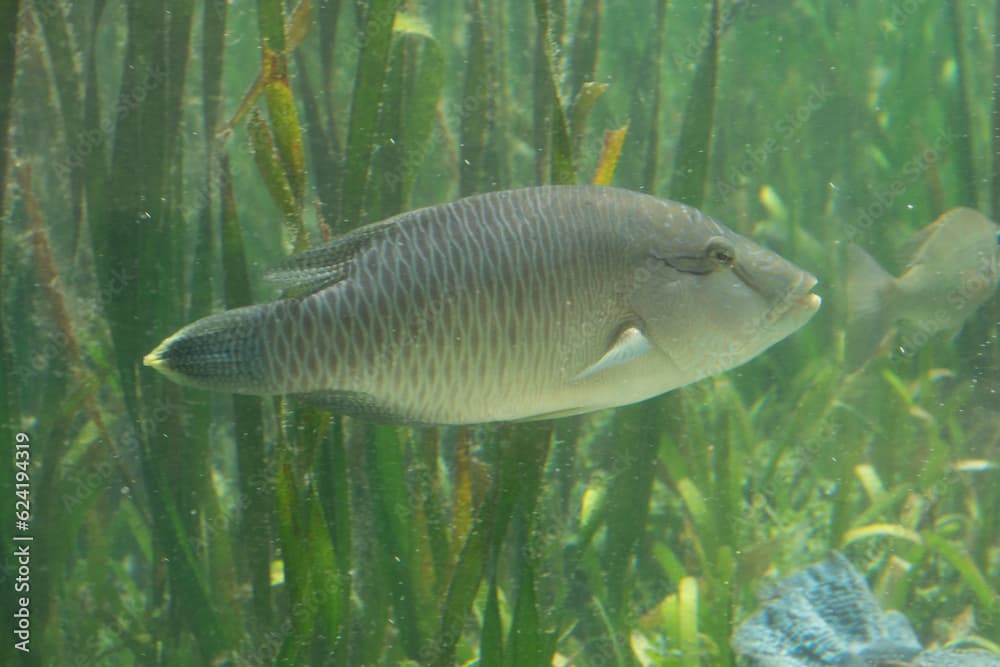 Humphead wrasse / Napoleon wrasse (Cheilinus undulatus) swimming in seagrass