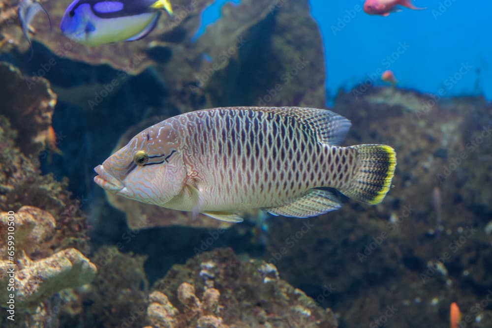 Female Napoleon Wrasse or Cheilinus undulatus