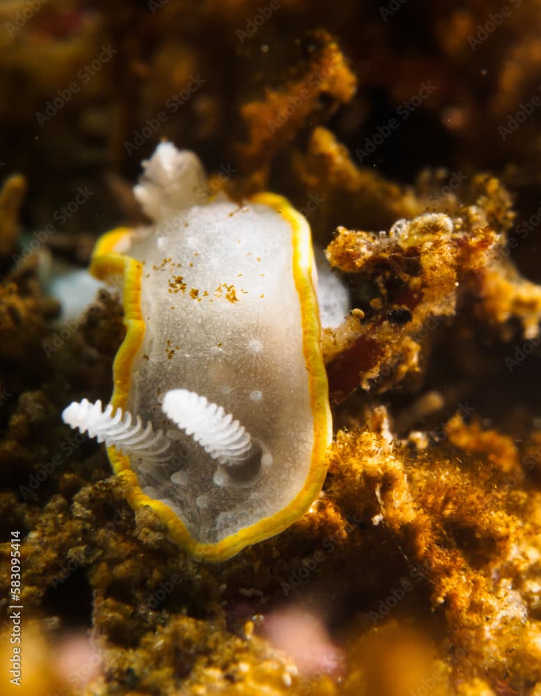 Polycera quadrilineata